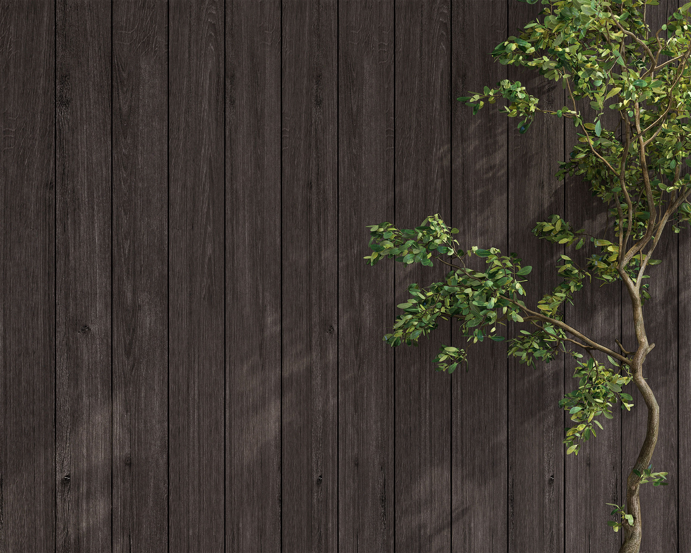 A slender tree with green leaves stands against a vertical wooden plank fence. The dark brown planks, resembling the texture of acoustic felt ceiling slats, provide a contrasting background to the bright foliage. Dappled light creates subtle shadows on the fence.